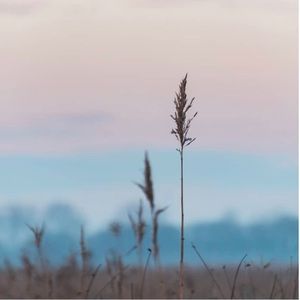 Meet your Posher, Laicy